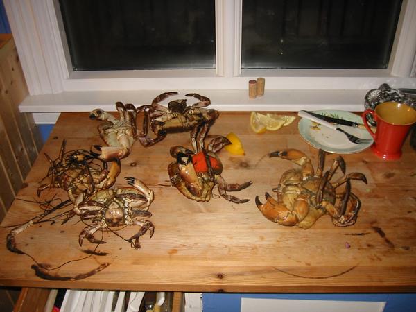 krabber p ryggen