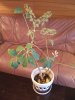 000-dscf1723.jpg.small.jpeg